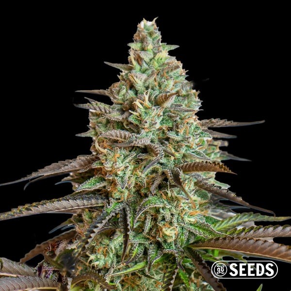 Visualizzazione Auto Big Demon semi di cannabis GB The Green Brand