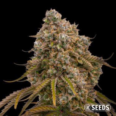 Visualizzazione Grandiflora Guava GB Seeds - GB The Green Brand