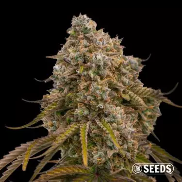 Grandiflora Guava GB Seeds - GB The Green Brand