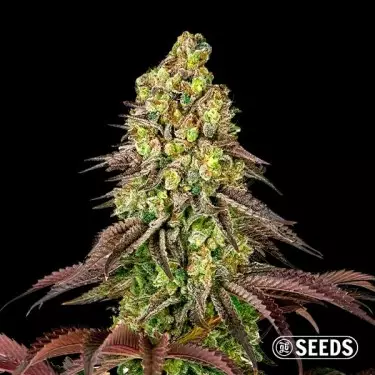 Zerealz GB Seeds - GB The Green Brand
