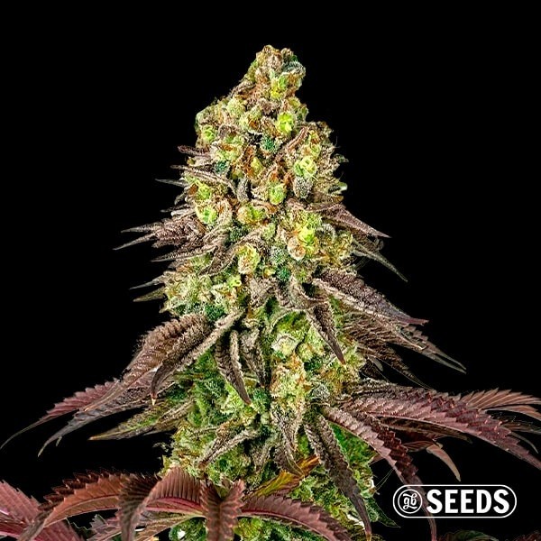 Visualizzazione Zerealz GB Seeds - GB The Green Brand