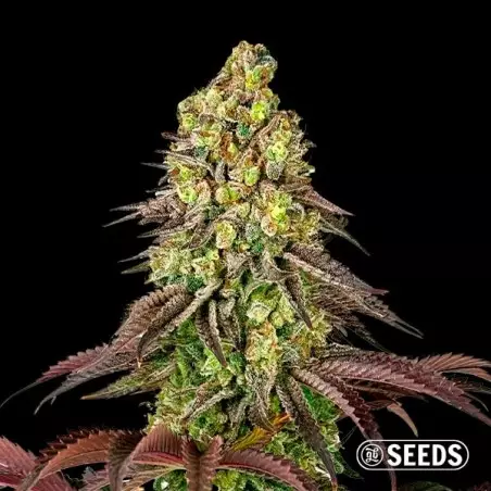 Zerealz GB Seeds - GB The Green Brand