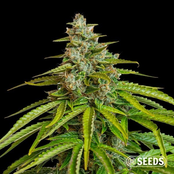 Visualizzazione Grapes&Cream de GB Seeds - GB The Green Brand
