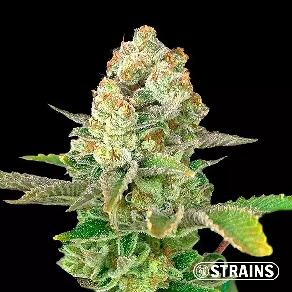 Visualizzazione Auto Apple Fritter XXL