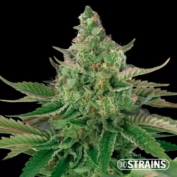 Visualizzazione Platinum OG