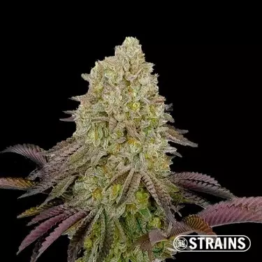 Gush Mintz di GB Strains - 30% di THC e Raccolti Enormi