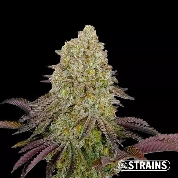 Visualizzazione Gush Mintz di GB Strains - 30% di THC e Raccolti Enormi