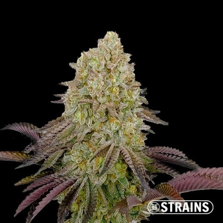 Gush Mintz di GB Strains - 30% di THC e Raccolti Enormi