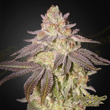 Black Toffee Auto - Green House Seeds - GB The Green Brand