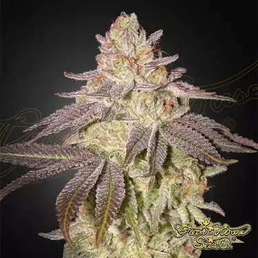 Black Toffee Auto - Green House Seeds - GB The Green Brand
