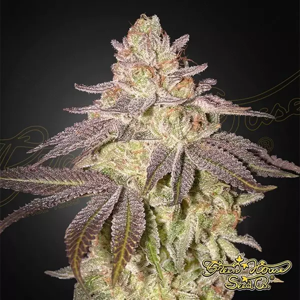 Visualizzazione Black Toffee Auto - Green House Seeds - GB The Green Brand