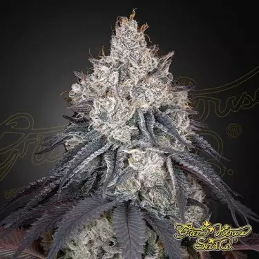 Lemon Orange - Green House Seeds - GB The Green Brand