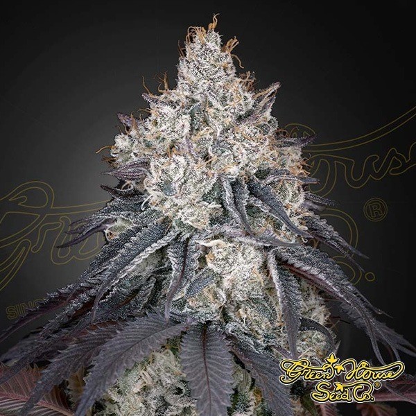 Visualizzazione Lemon Orange - Green House Seeds - GB The Green Brand