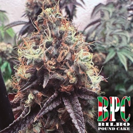Bilbo Pound Cake Genehtik - GB The Green Brand