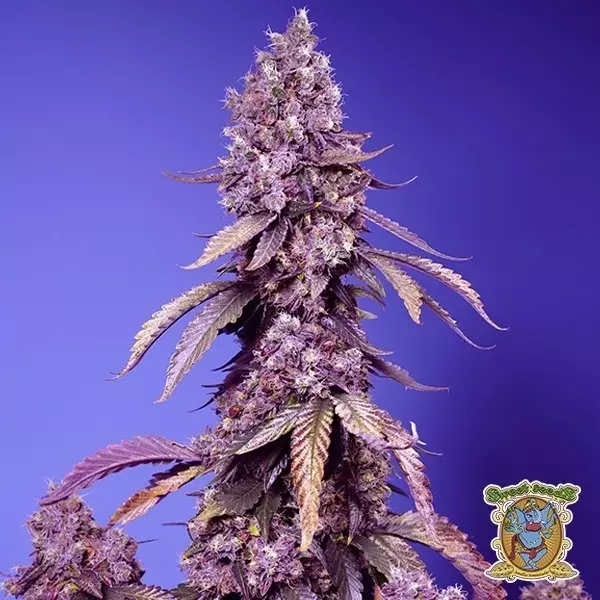 Visualizzazione Black Muffin F1 Fast Version®