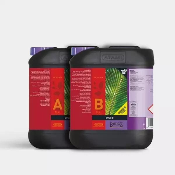 Cocco A+B Atami B'cuzz