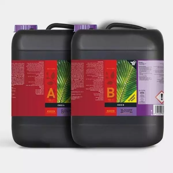 Cocco A+B Atami B'cuzz