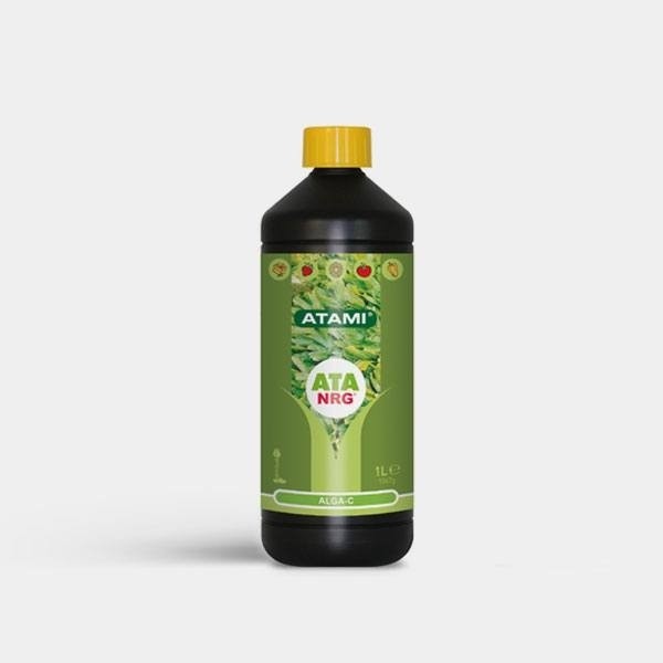 Alga C