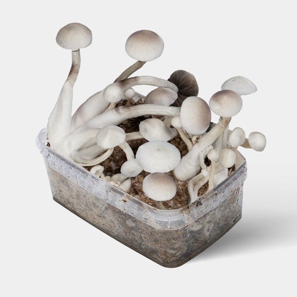 Visualizzazione Treasure Coast Albino