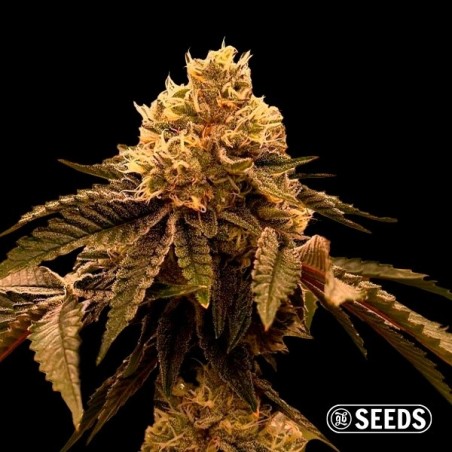 Gary Payton Weed sfusa | Seme femminizzato GB