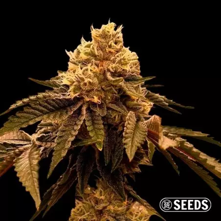 Gary Payton Weed sfusa | Seme femminizzato GB