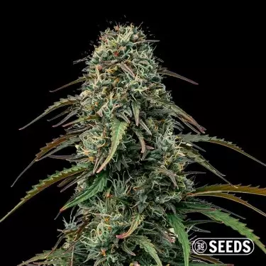 Grape Gas de GB Seeds al dettaglio - GB The Green Brand