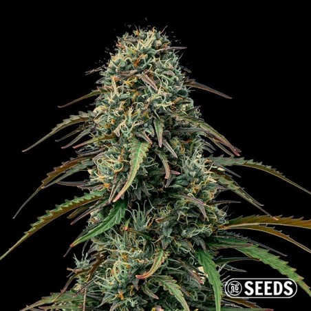 Grape Gas de GB Seeds al dettaglio - GB The Green Brand