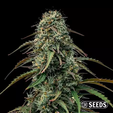 Grape Gas de GB Seeds al dettaglio - GB The Green Brand