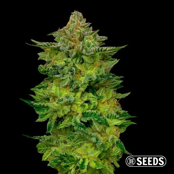 Visualizzazione Horchata semi al dettaglio di GB Seeds - GB The Green Brand