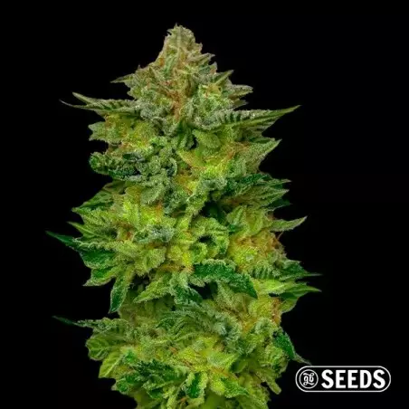 Horchata semi al dettaglio di GB Seeds - GB The Green Brand