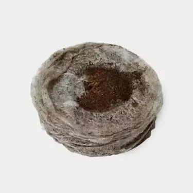 Dischi di torba pressata Jiffy7 con diametro da 33mm - GB