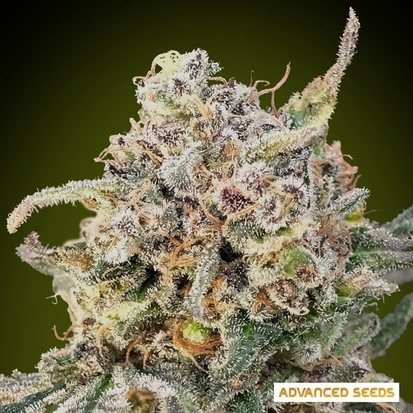 Visualizzazione Auto Somango Glue