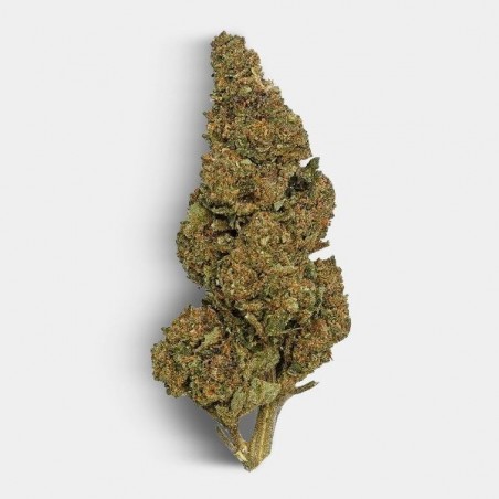 Fiori di CBD The Family REAL TALK- GB The Green Brand