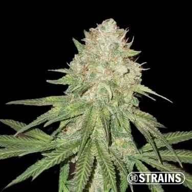 The Zoap di GB Strains - GB The Green Brand