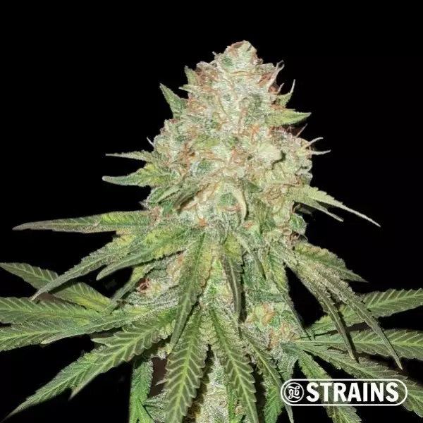 Visualizzazione The Zoap di GB Strains - GB The Green Brand