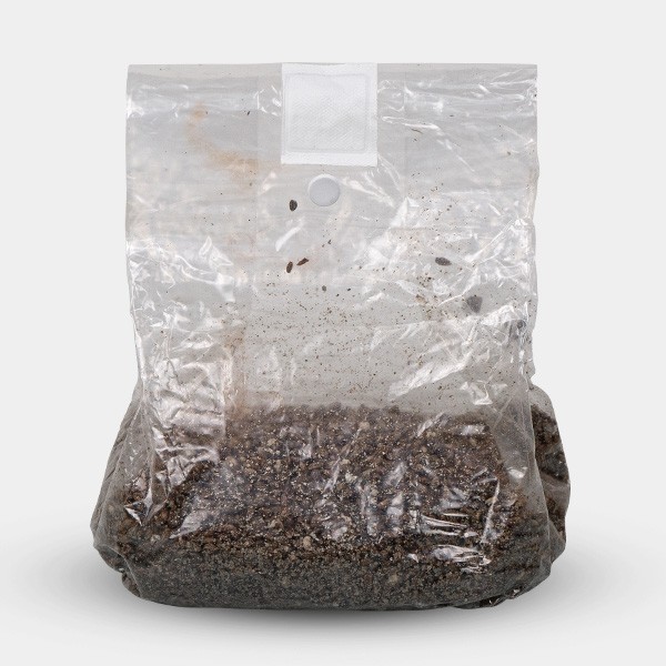 Visualizzazione Busta di Coltivazione di Funghi- GB The Green Brand