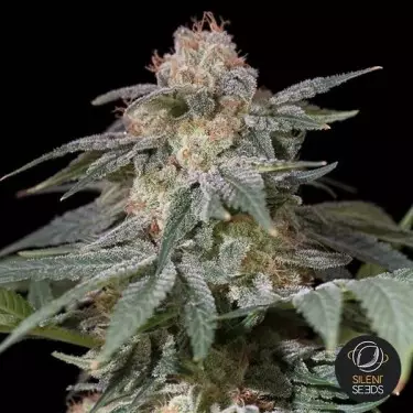 Lemon Tree Fast de Silent Seeds - GB The Green Brand