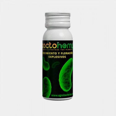 Bactohemp per la crescita di Agrobacterias
