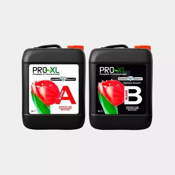 Bloom A+B