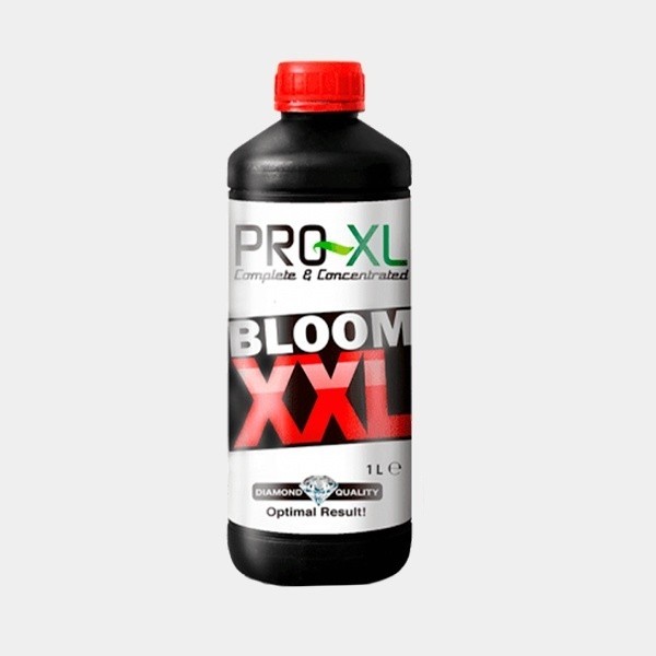Bloom XXL