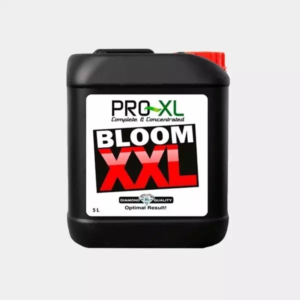 Bloom XXL