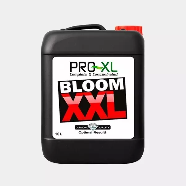 Bloom XXL