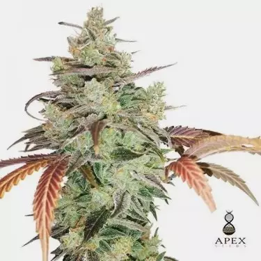 Auto Super Monkey XXL della banca Apex Seeds