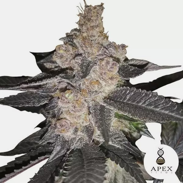 Visualizzazione Auto Biscotti di Apex Seeds Autofiorente