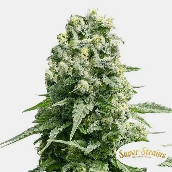 Amnesia Super Strains 100% femminilizzata.