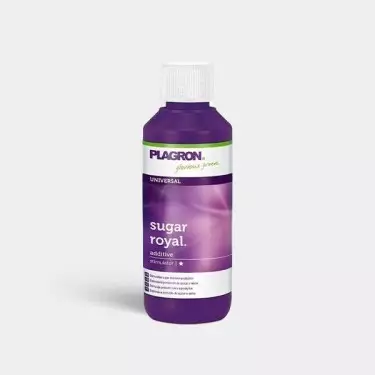 Sugar Royal fase fioritura di Palgron.