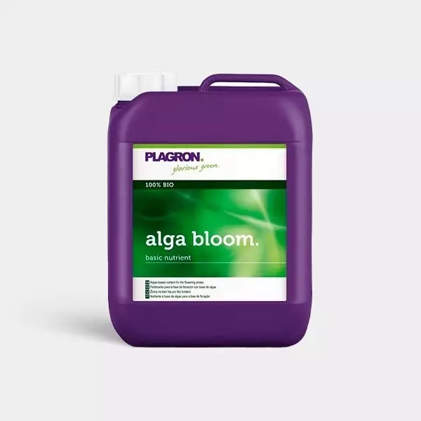 Alga Bloom