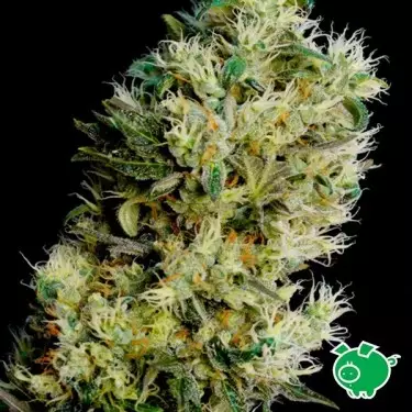 Amnesia Bilbo Auto di Genehtik Seeds