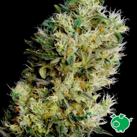 Amnesia Bilbo Auto di Genehtik Seeds