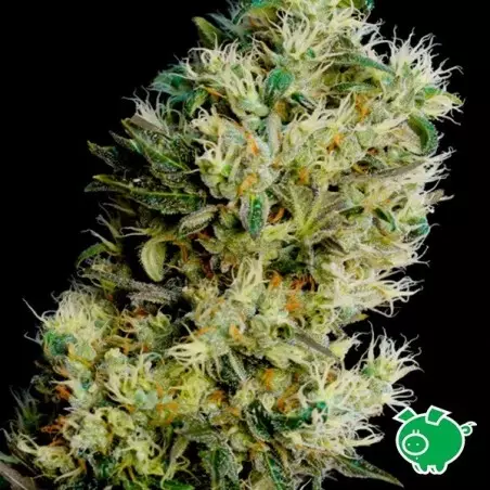 Amnesia Bilbo Auto di Genehtik Seeds